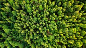 Summer,Warm,Sun,Light,Forest,Aerial,View
