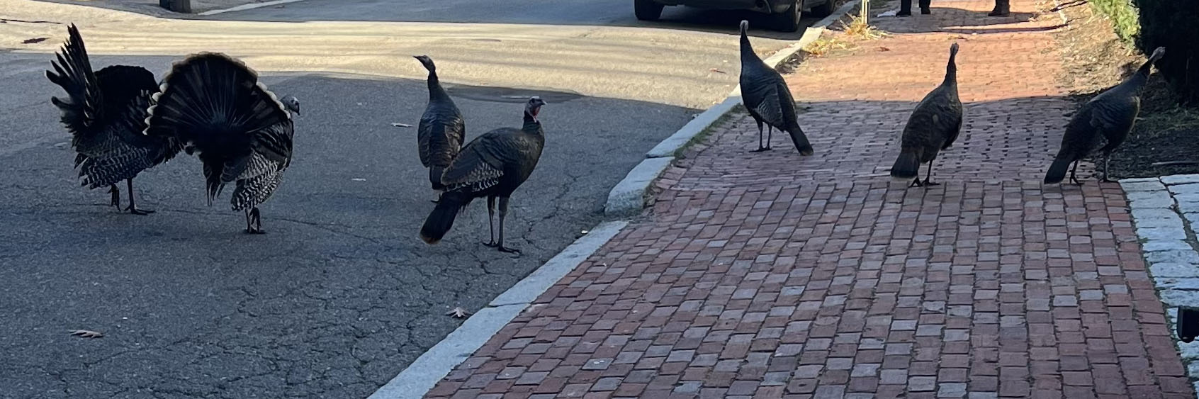 Friday after Thanksgiving